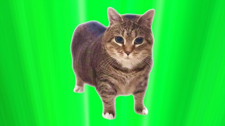OIIA OIIA Spinning CAT