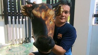 Đầu bò 2 món || việt miền tây