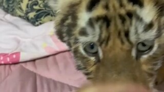 Bayi singa yang kesepian, malam hari tidak ada yang menemaninya tidur. Para bayi harimau punya penda