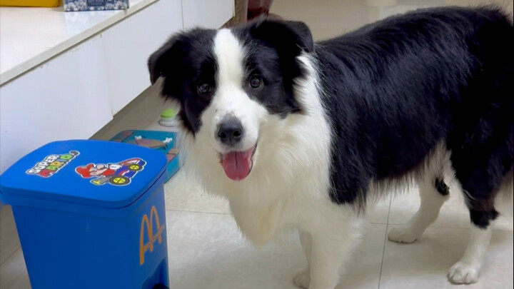 Why Can’t Border Collies Be Police Dogs?