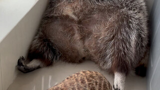 狐獴浣熊大乱斗