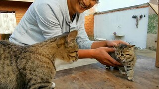 Memungut anak kucing terlantar yang berumur kurang dari sebulan