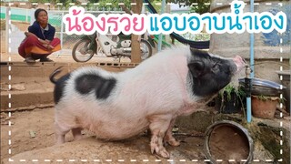 🐷น้องรวยอาบน้ำเองเดี๋ยวนี้ฉลาดขึ้นเยอะเลยนะลูก👍🐖