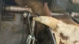 牛 : “ 被 撅 力 ”