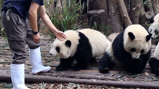 大熊猫和花：过年啦，开饭啦，抢苹果了！全都是我的~