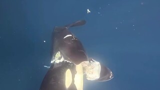 Orcas tear apart a sunfish and hollow it out to make a helmet?!
