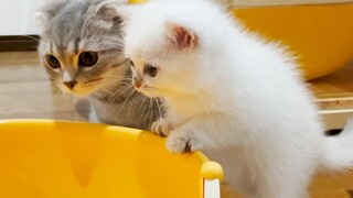 A cute kitten who is worried about what happens to the toilet