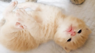 ลูกแมวจะโกรธเล็กน้อยเมื่อถูกแม่แมวเลีย