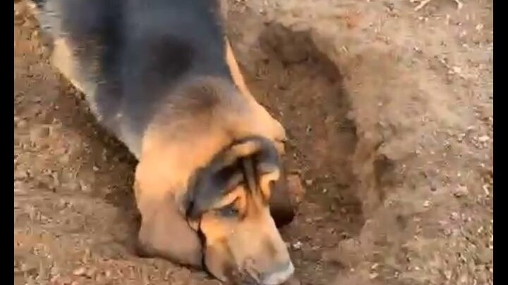 Con chó bảo tôi đừng đào kho báu của nó