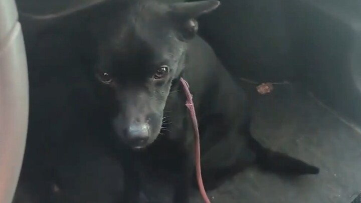 Chú cún bám dính, đi đâu cũng lẽo đẽo theo sau.