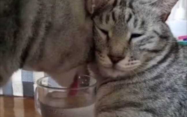 A Collection of Cats' Confusing Behaviors