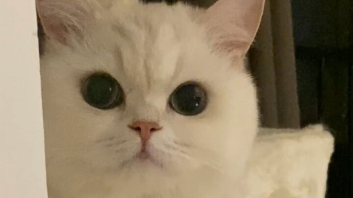 من حيث المبدأ، أنا لا ألعب مع الأحمق الصغير!