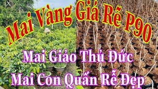 🔴Hết Hàng🔴 Mai Vàng Giá Rẽ P90 | Mai Vàng Giảo Thủ Đức Ghép Già | Mai Con Ương Hạt | BsPc