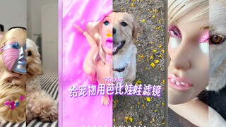这是在干什么⁉️请不要给宠物用芭比滤镜😳