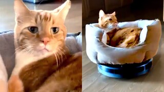 Cats Don't Give A F*** | Funny Pet Videos