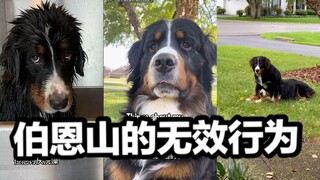Some useless behaviors of my Bernese Mountain Dog
