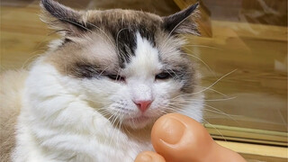 Three pairs of shoes, and the kitten bit me eighteen times.