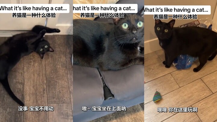 Setelah memelihara kucing, orang menjadi lebih rendah hati...