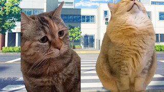 [Cat meme] เกี่ยวกับเจ้านายที่พยายามคุยกับฉันเกี่ยวกับอนิเมะ
