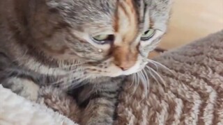 Why does this cat cry if it’s not held?