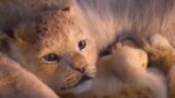 The cutest and most beautiful baby pets - feline lion king