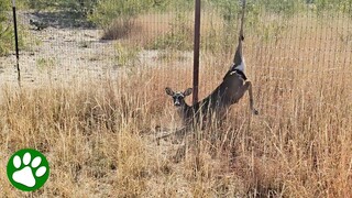 Drone pilot spots deer in trouble and immediately sets out to find her