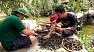 8 ký ốc đắng 320k. Bin Béo thêm nghề bán ốc đắng shipper - Bin Đen Miền Tây # 112