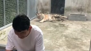 Sudah menjadi sifatnya untuk diserang oleh harimau