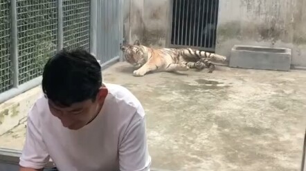 It is the nature of a tiger to attack by surprise