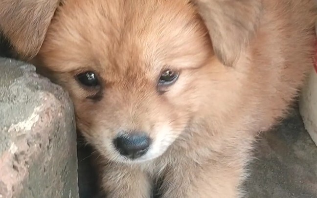Merekam proses tertidur selama 30 detik dari seekor anjing kampung kecil