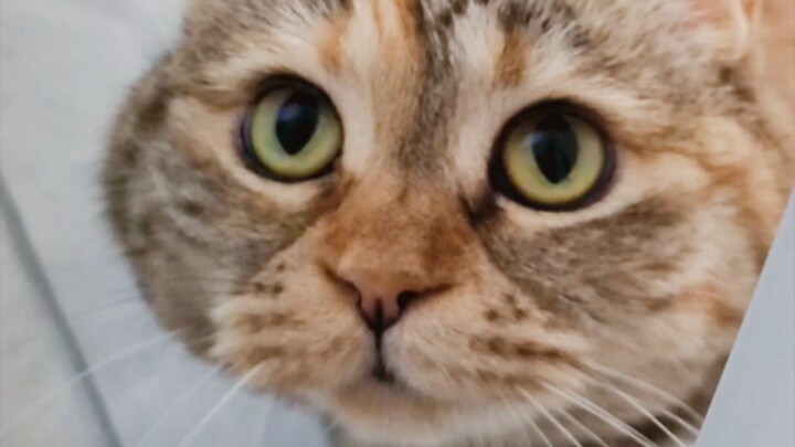 Để tôi làm bạn đồng hành đi vệ sinh với bạn đi mà, cầu xin đấy meow