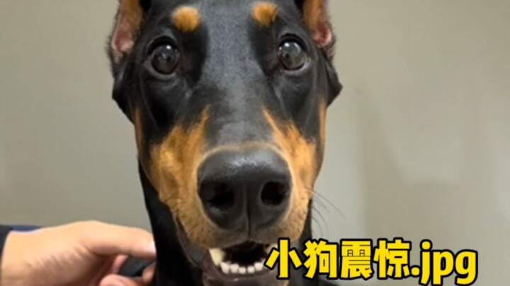 Con chó Doberman này thì cứ nuôi đi, nuôi rồi là im ru luôn.