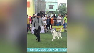 T2: Vietnam Dog Show - Thi Chó Đẹp tại Việt Nam nhamtuattv nhamtuat nttv chó chó_cưng thúcưng