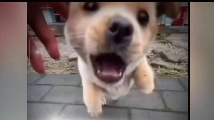 Puppy: Don’t mess with me—my next bite is going to be wild~