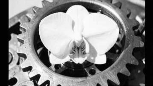 Clockwork Bloom (A)