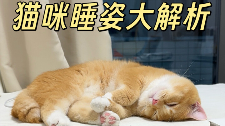 10 Cat Sleeping Positions Explained: How They Sleep Reveals Whether They Trust You!