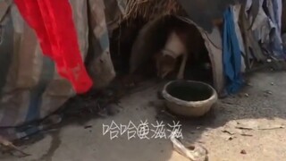 الكلاب الشرسة يجب أن تُعالج بالكلاب الشرسة