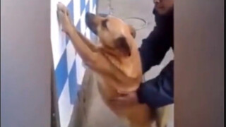 [สัตว์]วิดีโอตลกๆของสุนัข