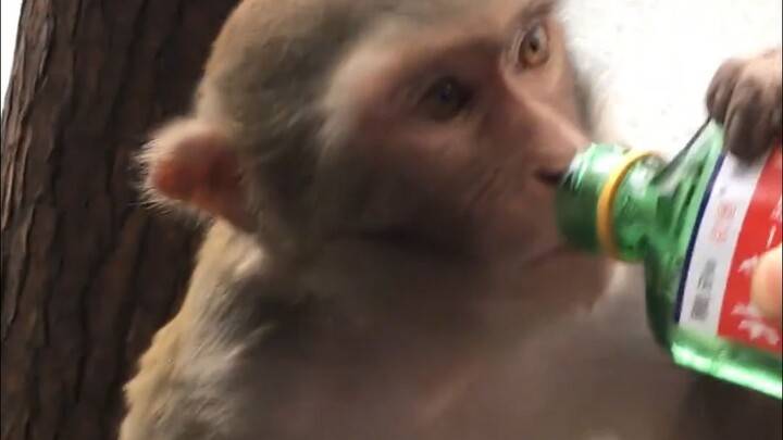 Last time, a monkey got drunk and was sentenced to 500 years.