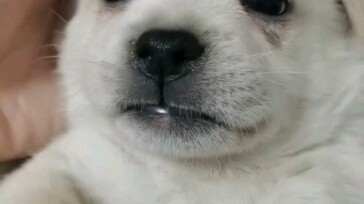 At the end of the world are little mongrel dogs, yay yay yay~