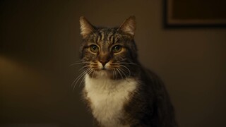 โฆษณาสุดฮาล่าสุดของ iPhone 16: ฉันลบน้องแมวของคุณไปแล้ว...