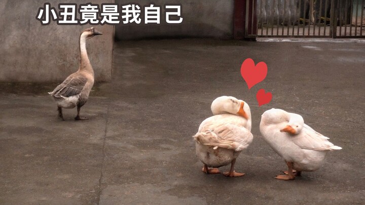 Angsa yang jatuh cinta akhirnya bersatu, sementara angsa lajang menyaksikannya langsung.