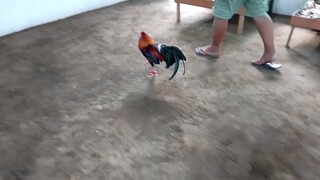 palakad para sa 4 cock