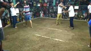 5cock derby 2nd fight win