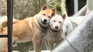 "Dogs have their own good friends too!"