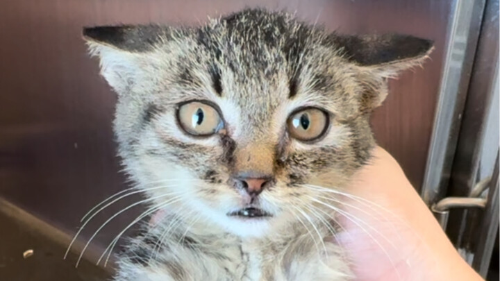 Vừa mới cưa trần nhà của người ta bắt được một con mèo, lại còn gặp thêm một con mèo mướp nhỏ trên đ