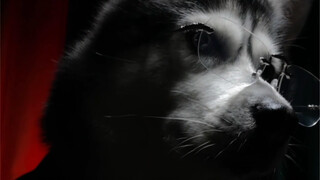 Rasa tertekan dari Husky