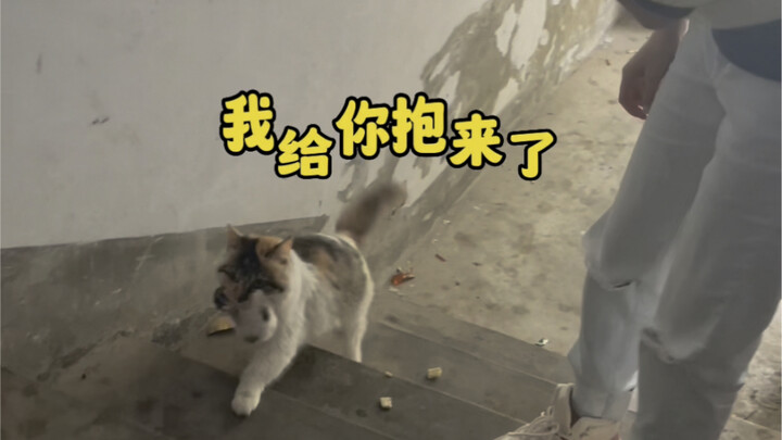 Con mèo gửi con cho tôi (Bản đầy đủ)