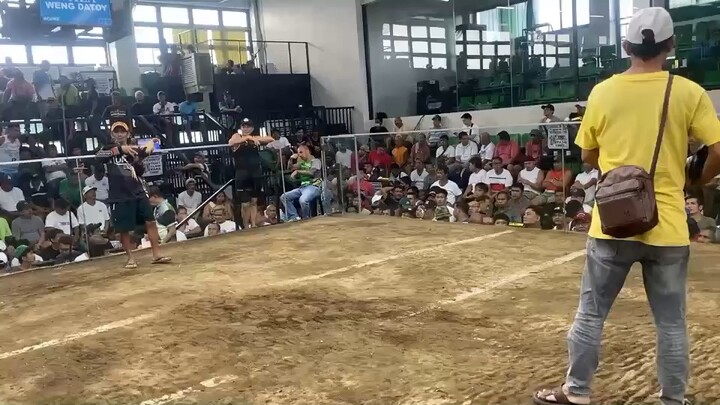 Magic grey win  🐓