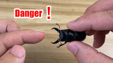 Nguy hiểm! Bị con bọ to cắn một cái có đau lắm không?